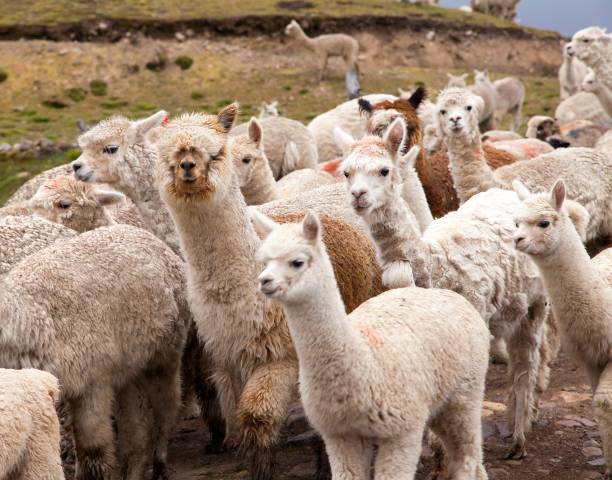 istock llama or lama, group of lamas on pastureland 1284772926