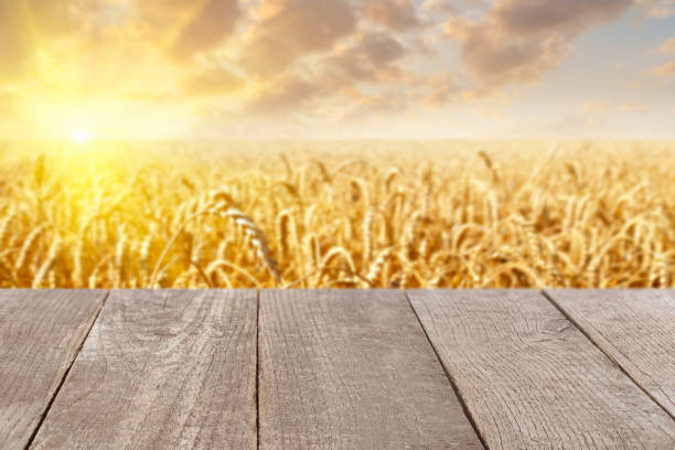 istock wooden empty table with golden field 1284773535