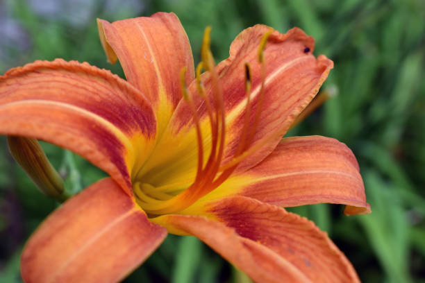 istock Vibrant Orange Daylily Bloom 1284774257