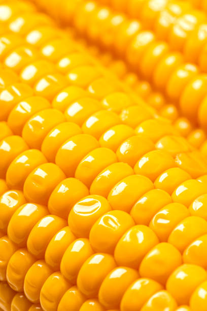 istock Ripe golden ear of corn close up. 1284774308