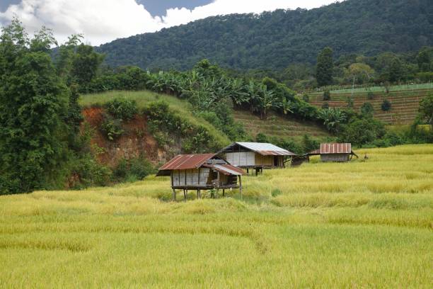 istock Rice terrace at Chom Thong District in  Chiang Mai  , thailand 1284774381