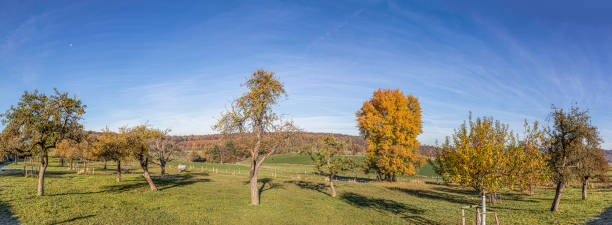 istock orchard tree landscape in autumn after harvest 1284774735