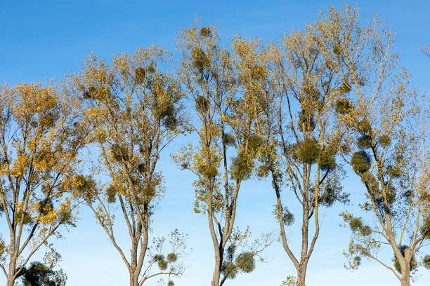 tree alley in rural landscape with mistletoe under clear blue sky