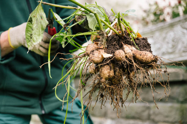 herbstgartenarbeit: dahlien werden geschnitten, die zwiebeln sind staubig - dahlie stock-fotos und bilder