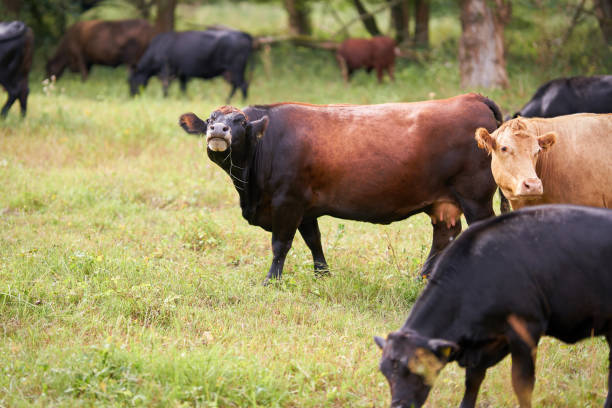 istock Cows on a meadow used for landscape conservation 1284777142