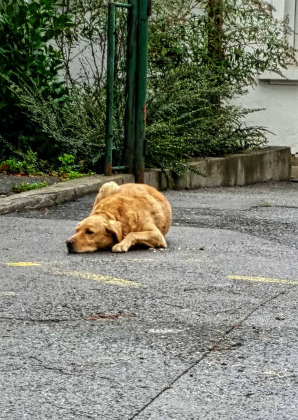 istock Golden Retriever dog in Serbia 1284777287