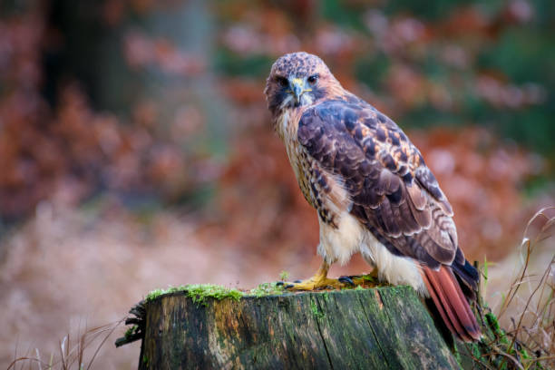 istock Sitting red-tailed hawk Buteo jamaicensis with nice background 1284777381