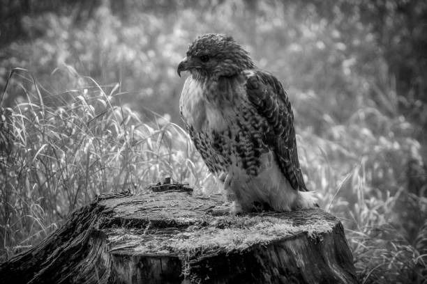 istock Sitting red-tailed hawk Buteo jamaicensis with nice background 1284777384