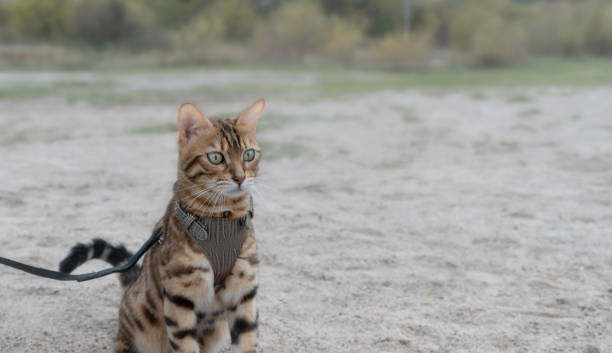 istock Bengal kitten in a brown harness sits on the sand outside. 1284777558