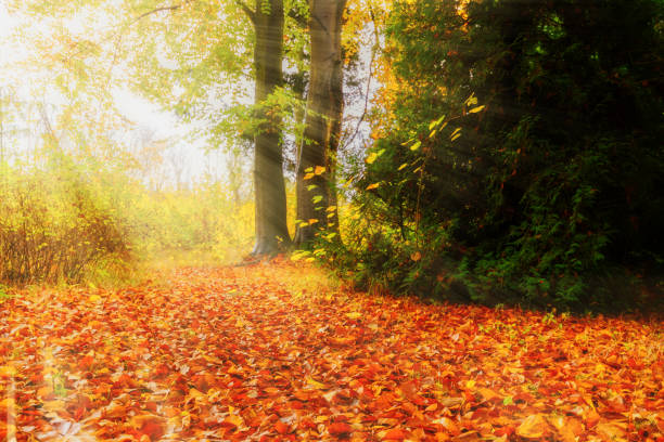 The sun's rays illuminate the trees in the autumn park.
