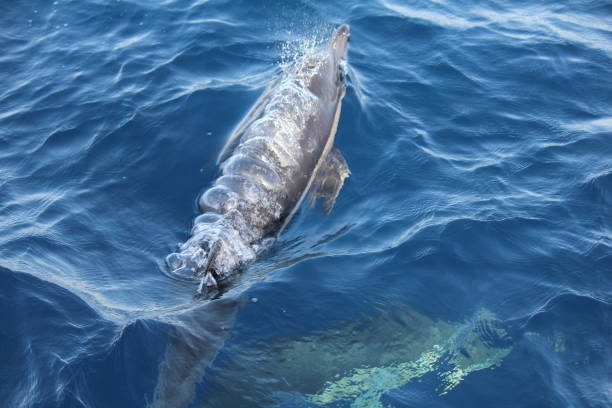istock Surfacing Dolphin in the Azores 1284778221