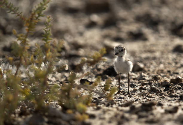 Kentish Plover chick in Buhair, Bahrain