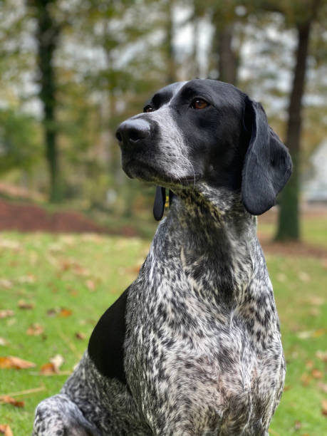 kıdemli köpek düşme yaprakları - alman kısa tüylü pointeri stok fotoğraflar ve resimler