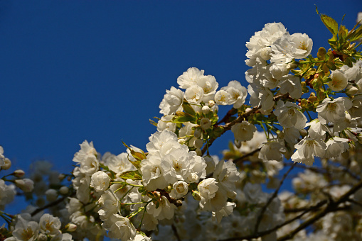 Prunus avium ( sweet cherry) bright white blossom against a clear blue sky.