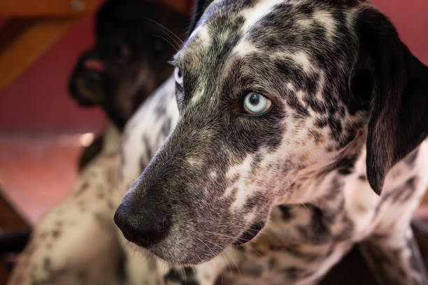 istock Black and white dalmatian with blue eyes 1284779070