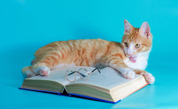 istock ginger cat washes and plays with a book and glasses on a turquoise background 1284779880