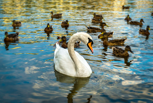 White swan and ducks on river Vltava in Prague