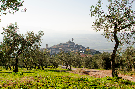 Trevi, Umbria, Italy. View of Trevi from the Olive Trees, typical of the place.