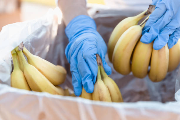 An unrecognizable man, possibly a food bank volunteer or a grocer, wears protective gloves as he takes bunches of bananas from a box.