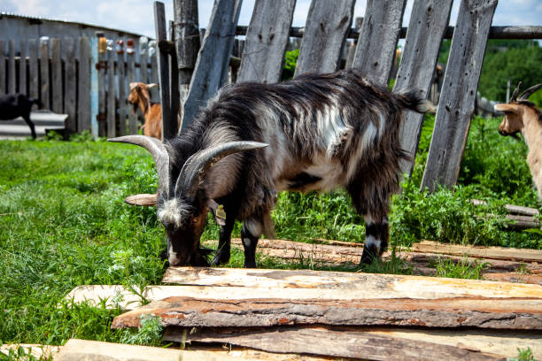 istock domestic cloven-hoofed cattle, village goats 1284781209