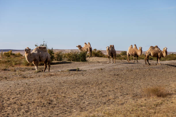 istock brown two humped camels graze in the steppe 1284781372