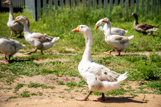 istock white and gray geese graze in the village 1284781376
