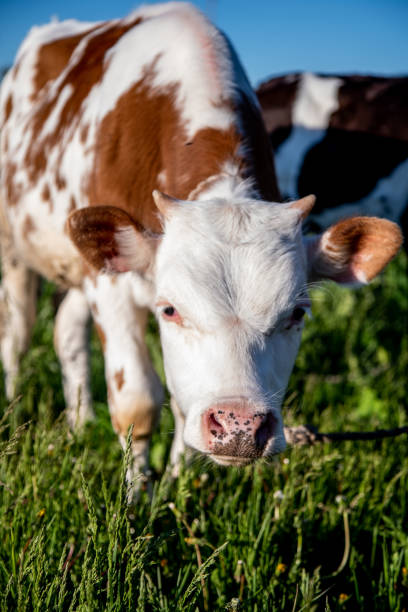 istock colorful village cows graze in a meadow 1284781417