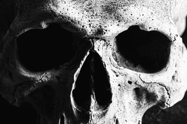 istock Old human skull close up on black 1284781435