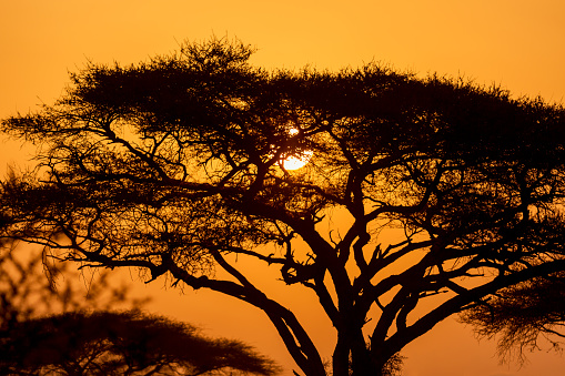 Typical iconic african sunset with acacia tree in Serengeti, Tanzania