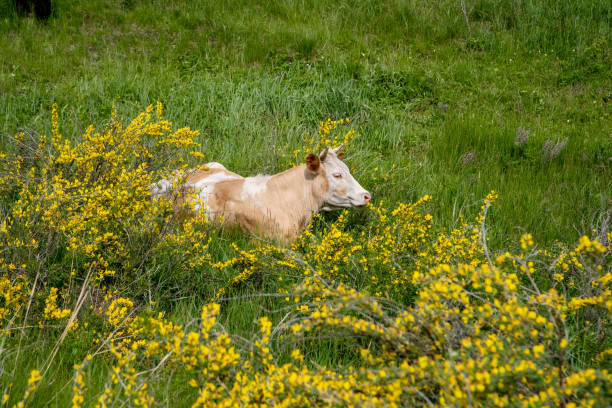 Close up cows raised for Eid-al-Adha graze in the pasture. Group of cows or cattle are prepared for sacrifices on Eid al-Adha or Eid al-qurban. Bos taurus. Farm life concept idea. Selective focus