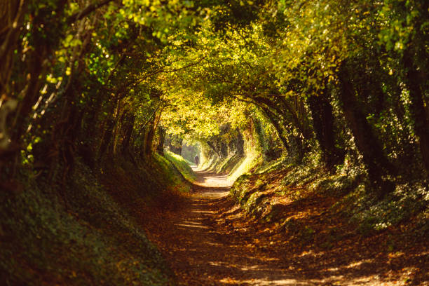 tunel drzew wzdłuż wiejskiej ścieżki jesienią - country road tunnel tree road zdjęcia i obrazy z banku zdjęć