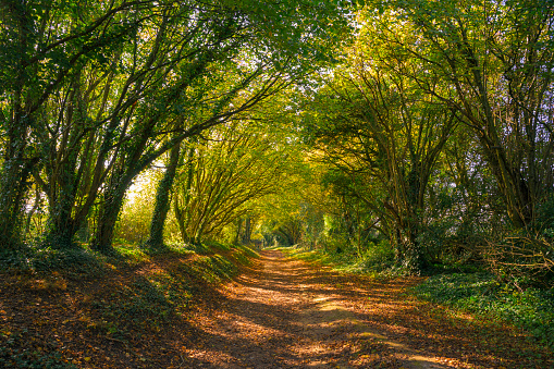 Footpath tunnel of trees in Halnaker, West Sussex.
