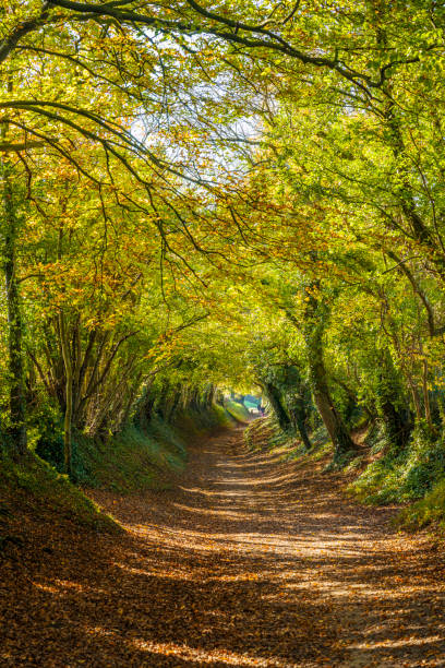 istock Tunnel of trees in autumn, England 1284782636