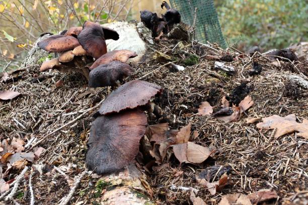 istock the mushrooms of the forest 1284782756