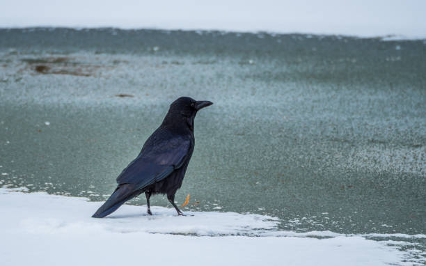 istock Raven on frozen lake 1284783030