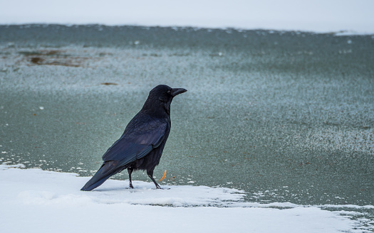 Raven on the ice of frozen lake, snow on the ice