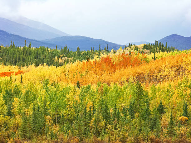 istock Yukon landscape in fall colors 1284783204