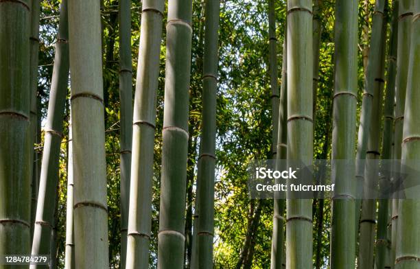 Bamboo Tree Stalks Up Close In Kyoto Japan Stock Photo - Download Image Now - Backgrounds, Bamboo Grove, Beauty