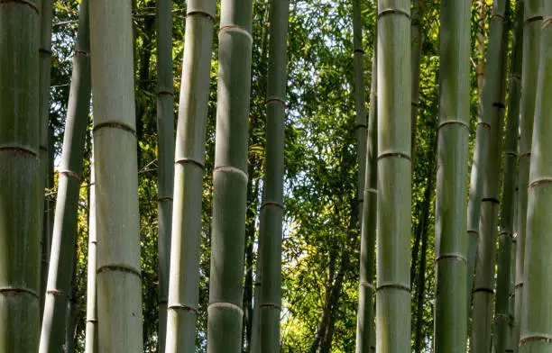 Bamboo Tree stalks up close in Kyoto, Japan. Arashiyama Bamboo Grove is a tranquil walking path lined with tall stalks in peaceful environment.