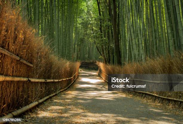 Arashiyama Bamboo Grove Walking Path In Kyoto Japan Stock Photo - Download Image Now