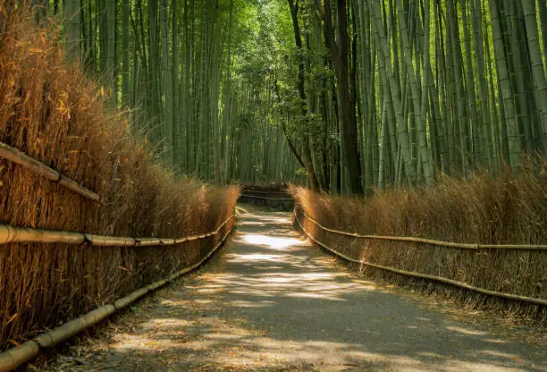 Arashiyama Bamboo Grove walking path in Kyoto, Japan. Tall stalks on peaceful zen like tourist attraction. No people.