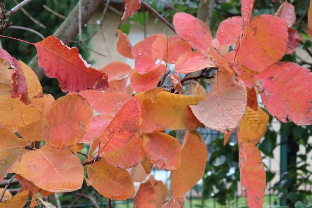 istock Red and yellow autumn leaves 1284785352