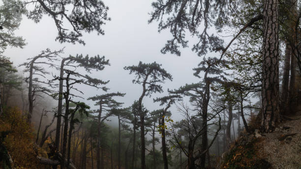 istock Pine forest in foggy weather 1284785372