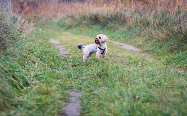 Small hairy mixed breed dog lying in the green grass in public park with tongue sticking out, waiting for its owner on a leash tied to a tree