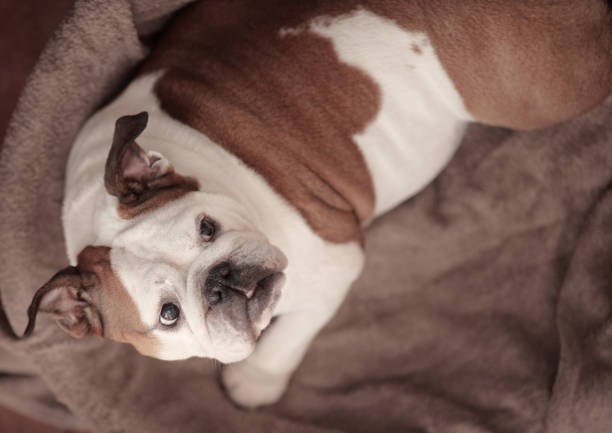 istock cute dog looks up towards the camera 1284785802