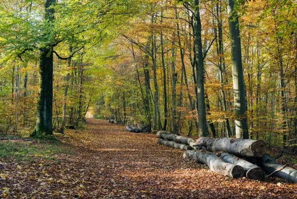 View of beautiful trees in the autumnal forest