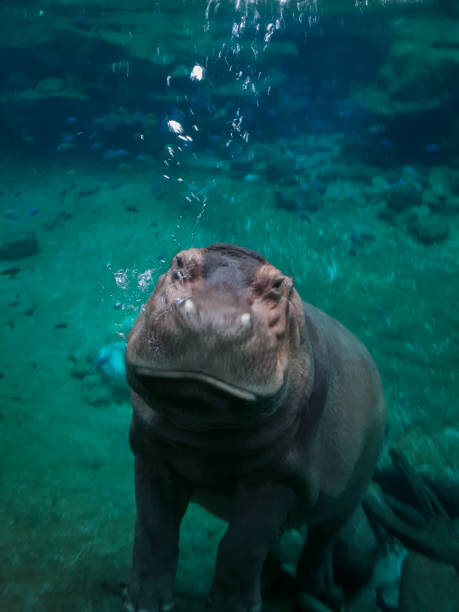 istock Hippopotamus Breathing and Swimming Under Water 1284786842