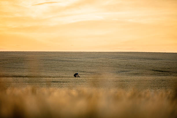 Distant view of a man riding bicycle between wheat fields at sunset