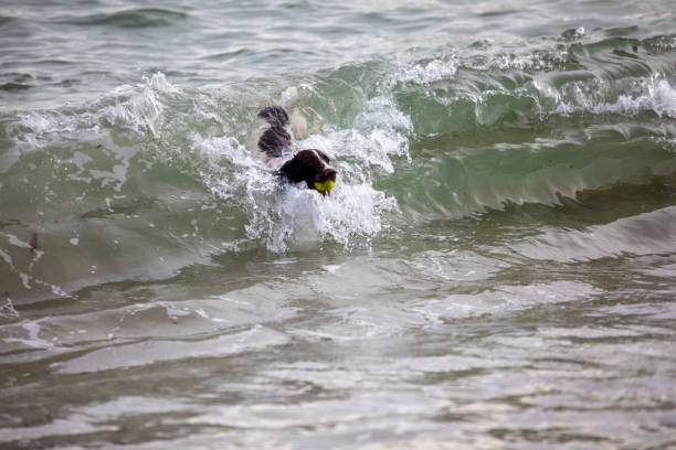 Dog surfing on a wave with a tennis ball