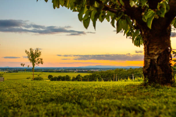 Scenic countryside landscape with grass and a tree under a moody orange at sunset